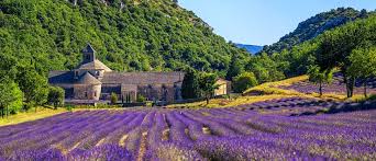 Provence lavender fields — Legal & Financial Services
